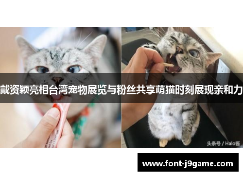戴资颖亮相台湾宠物展览与粉丝共享萌猫时刻展现亲和力